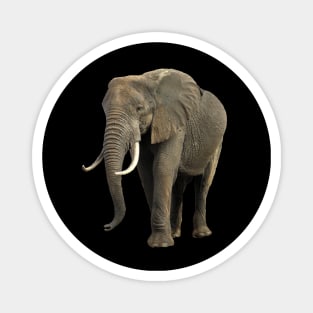 Elephant in Kenya / Africa Magnet